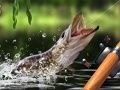 لعبة صيد الصباح على الانترنت لعبة صيد الصباح على الانترنت