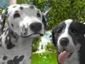 لعبة محاكي الكلب 3D على الانترنت لعبة محاكي الكلب 3D على الانترنت