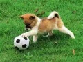 لعبة ألغاز كلب مرحة في الهواء الطلق على الانترنت لعبة ألغاز كلب مرحة في الهواء الطلق على الانترنت