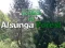 لعبة العودة إلى غابة ألسونغا على الانترنت