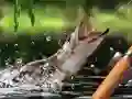 لعبة صيد الصباح على الانترنت