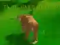 لعبة محاكي النمر 3D على الانترنت