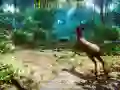 لعبة الصياد 3D على الانترنت