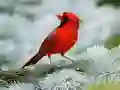 لعبة لغز الطيور على الانترنت لعبة لغز الطيور على الانترنت
