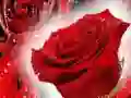 لعبة ورود حمراء على الانترنت لعبة ورود حمراء على الانترنت