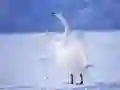 لعبة البجع الرشيق على الانترنت لعبة البجع الرشيق على الانترنت