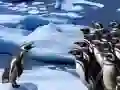 لعبة انزلاق البطاريق على الانترنت