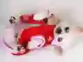 لعبة زلاجة الجرو الجميل على الانترنت