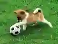 لعبة ألغاز كلب مرحة في الهواء الطلق على الانترنت لعبة ألغاز كلب مرحة في الهواء الطلق على الانترنت
