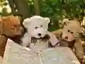 لعبة لعبة الألغاز الثلاثة دبدوب المحبوب على الانترنت لعبة لعبة الألغاز الثلاثة دبدوب المحبوب على الانترنت