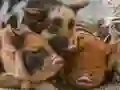 لعبة لعبة الألغاز بيغلت على الانترنت
