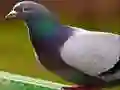 لعبة ألغاز الحمام على الانترنت