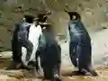 لعبة لعبة الألغاز ملك البطريق على الانترنت لعبة لعبة الألغاز ملك البطريق على الانترنت