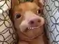 لعبة أي كلب ميم أنت؟ على الانترنت لعبة أي كلب ميم أنت؟ على الانترنت